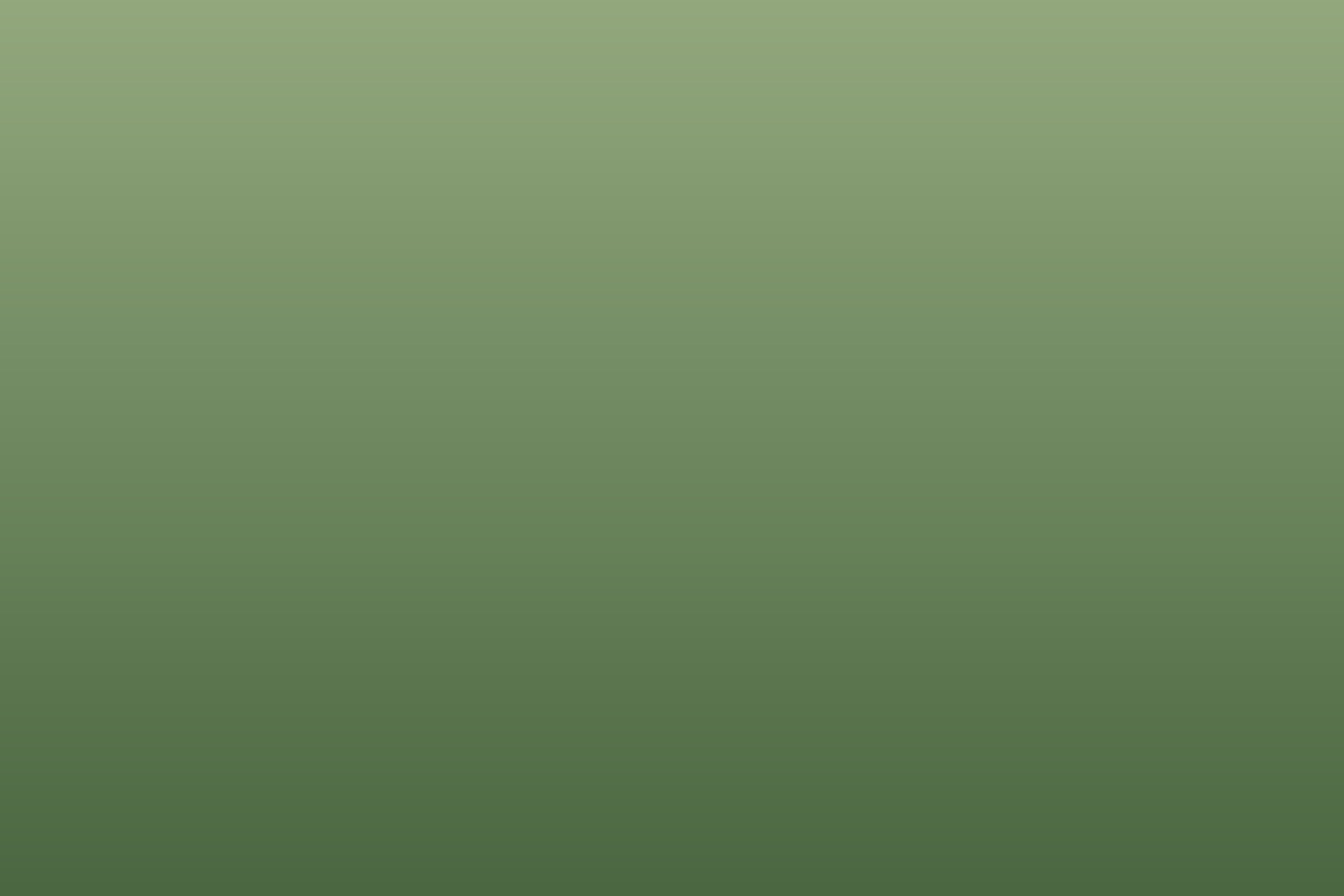 Placeholder: view of the plane tree directly outside the window
